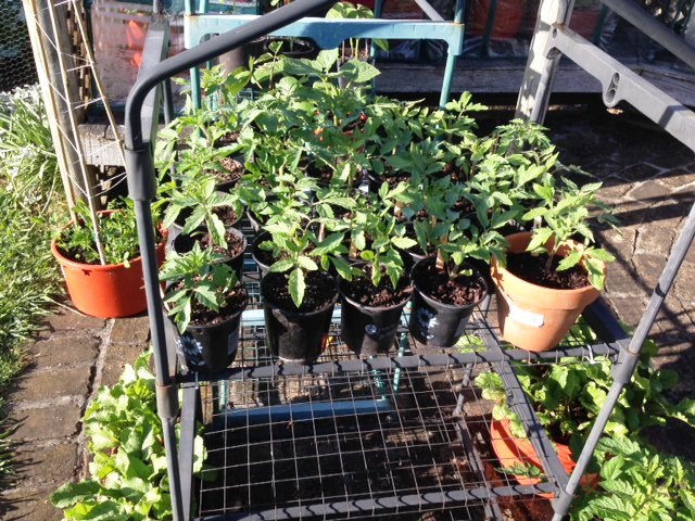 Growing And Sharing Tomatoes – New Form Of Social&nbsp;Media?