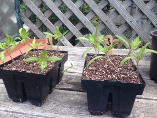 Time To Start&nbsp;Potting