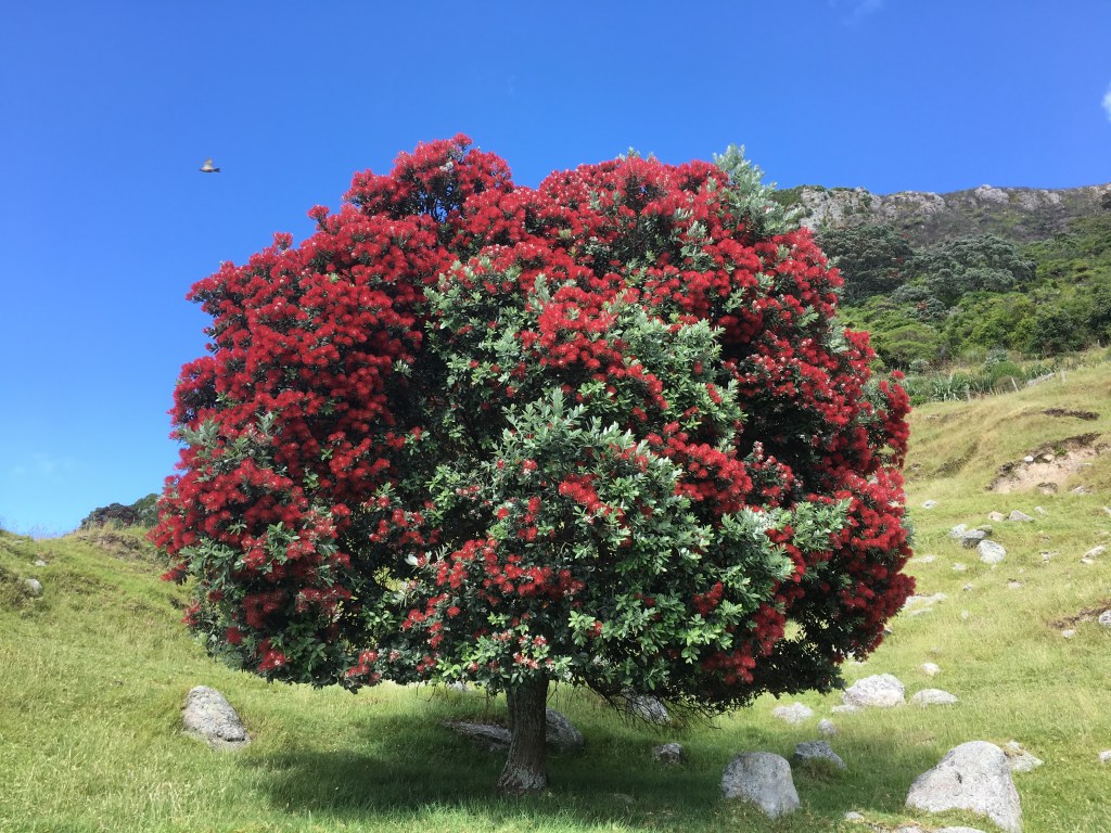 Postcards From A Kiwi&nbsp;Summer