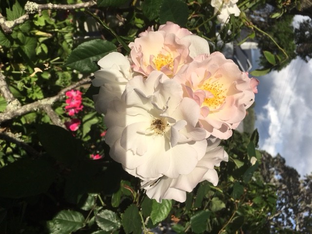 Post Card From Mt&nbsp;Eden