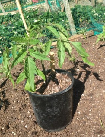 Planting Out – Summer Is On It’s&nbsp;Way!