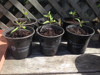 Seedling Results Update