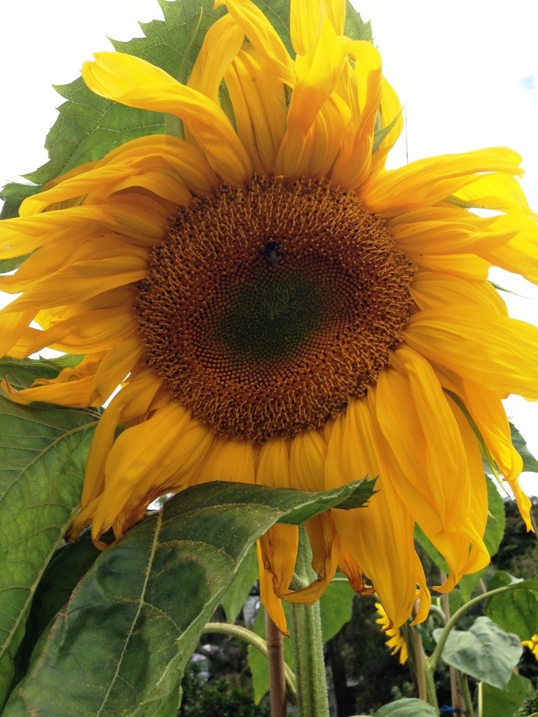 Bring On The Sun&nbsp;(Flowers)