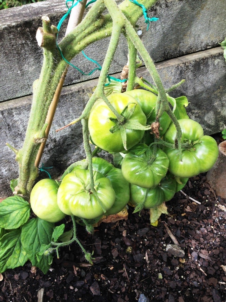 Code Green – Ready To&nbsp;Ripen