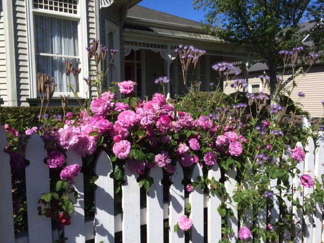 A Good Year For The&nbsp;Roses
