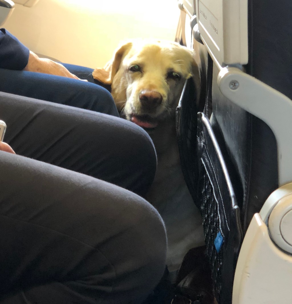 Postcard from Dunedin